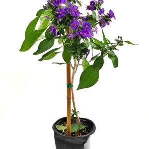 סולנום על גזע ע.18