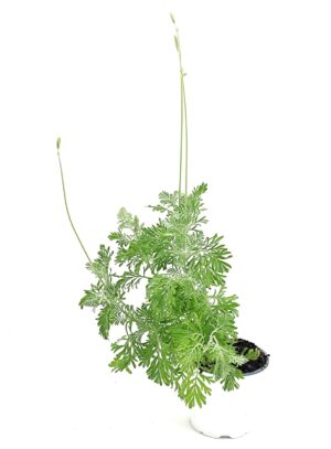 לוונדר מנוצה ע.12