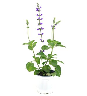 מרווה אינדיגו ע.12