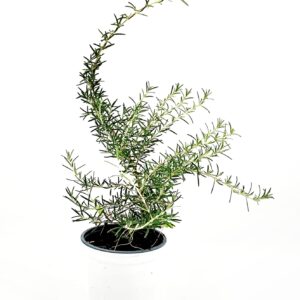 רוזמרין זנים שונים ע.12