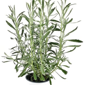 לוונדר רפואי ע.12