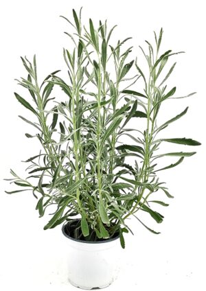 לוונדר רפואי ע.12