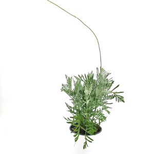 לוונדר קנרי ע.12