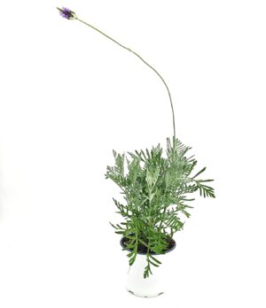 לוונדר קנרי ע.12