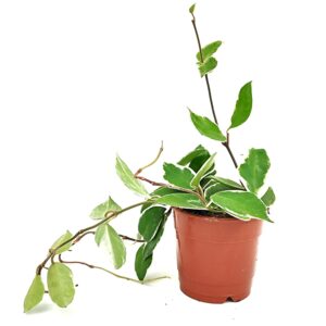 בת שבע מגוונת ע.12