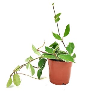 בת שבע מגוונת ע.12
