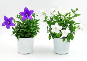 ענבל גדול פרחים (פלטיקודן) ע.12