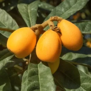 שסק 'אברי'
