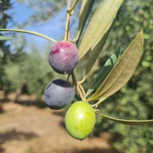 זית 'פיקואל'