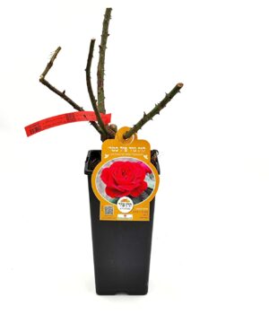 ורד "לוק גוד פיל בטר" מכלואי תה - 2ל'