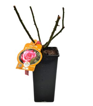 ורד "אליין פייג'" מכלואי תה - 2ל'