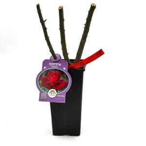 ורד "אוקלהומה" מכלואי תה - 2ל'