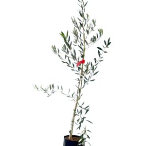 זית 'פישולין'