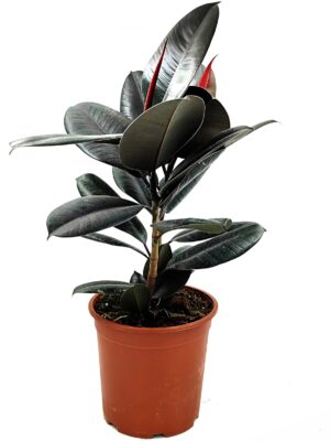 פיקוס גומי שחור/מגוון