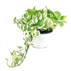 פוטוס הפי לייף ע.15