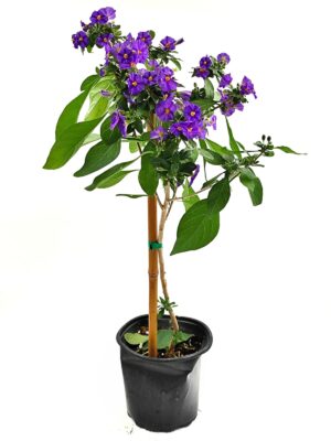 סולנום על גזע ע.18