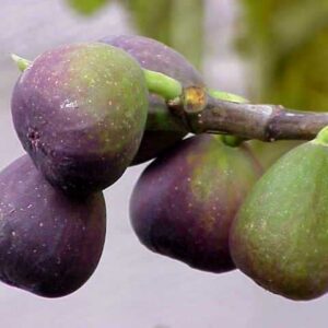 תאנה קפריסאית