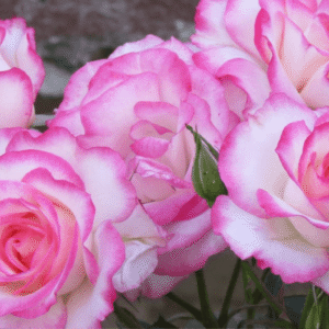 ורד 'מקסים' ג.6 (דלי)