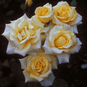 ורד 'גולדן פנטזי' מכלואי תה - 2ל'