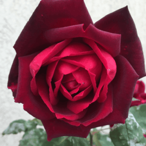 ורד 'אוקלהומה' מכלואי תה ג.6+(דלי) -בורדו