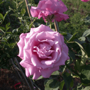 ורד 'בלו מון' מכלואי תה ג.6+(דלי)-סגול בהיר