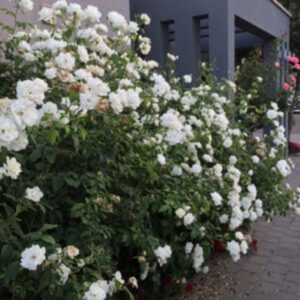 ורד 'אייסברג' פלוריבונדה לבן ג.4