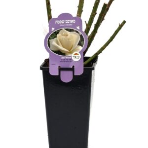 ורד 'מאונט שסטה' מכלואי תה - 2ל'