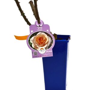 ורד 'קורג'' מכלואי תה - 2ל'