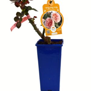 ורד 'פיירי טייל מג'יק' פלוריבונדה - 2ל'