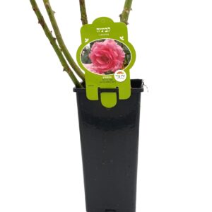 ורד 'לביניה' (מטפס) - 2ל'