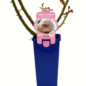 ורד 'הדוכסית כריסטינה' אנגלי - 2ל'