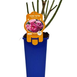 ורד 'ארומה קסומה' פלוריבונדה - 2ל'